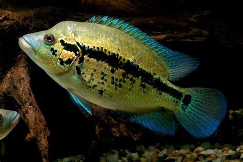 130 best images about Big Cichlids on Pinterest | Wolves, South america ...