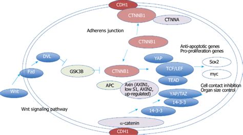 Network Model For Ctnnb The Molecular Network Model For Ctnnb