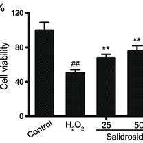 Salidroside Protects Against H2O2 Induced Cytotoxicity In HUVECs A