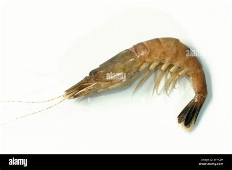 Common Shrimp Crangon Crangon Cooked Specimen Studio Picture Stock