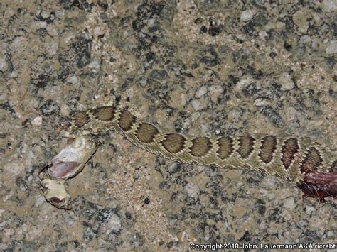 Mohave Rattlesnake Crotalus Scutulatus Scutulatus