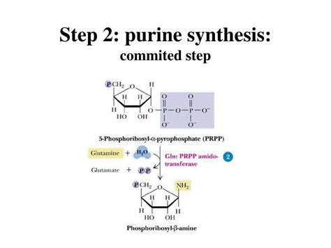 Ppt Nucleotide Metabolism Part 1 Purine Biosynthesis Powerpoint Presentation Id 91967