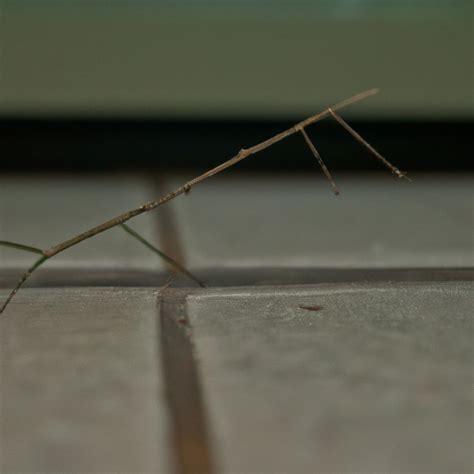 Why Do Stick Insects Wobble Pet Brilliant