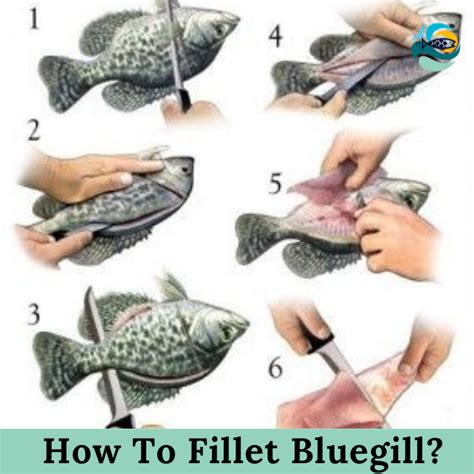 How To Fillet Bluegill How To Cook Bluegill Fillets