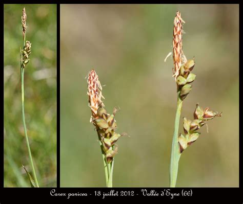 Carex Panicea