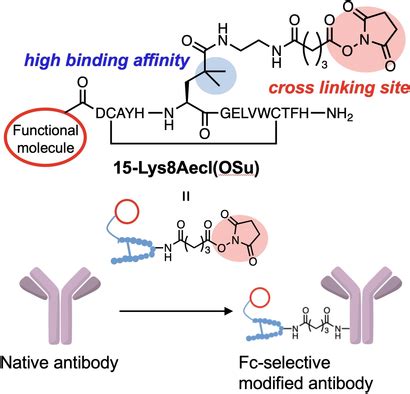 Development Of A Highaffinity Antibodybinding Peptide For Site