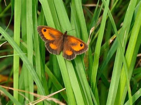 Guide To British Butterfly Identification Uk Hubpages