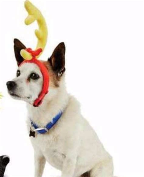 Dr. Seuss Grinch Dog Max Headband with Antler Horn Stole Christmas S/M ...