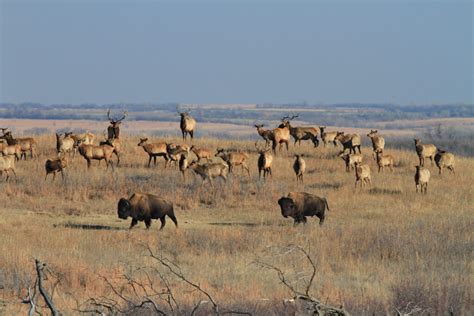 Bison Conservation: Hope for the Future | Noble Premium Bison