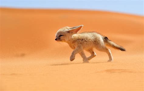 22 Best Wildlife Photos From National Geographic Traveler Photo Contest | Bored Panda