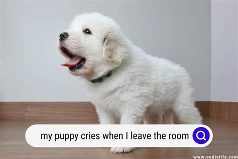 how to stop a dog from crying when you leave