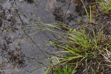 Lovegrasses From Cordeaux Nsw Australia On February At