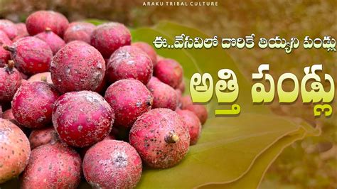 Wild Fig Fruit అత్తి పండ్లు🍒 ఈ వేసవిలో దొరికే తియ్యని పండ్లు Wild Fruits In Summer Season