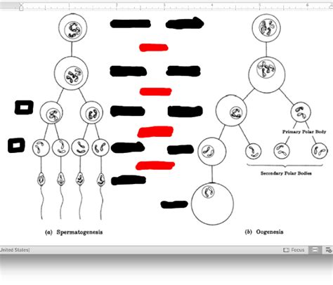 gametogenesis in animals Diagram | Quizlet