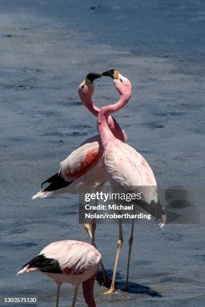 Andean Flamingos Photos and Premium High Res Pictures - Getty Images