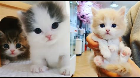 These Cute Kittens Meowing Will Make Your Day Cat Videos Youtube