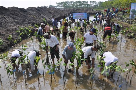 Penanaman Mangrove Antara Foto