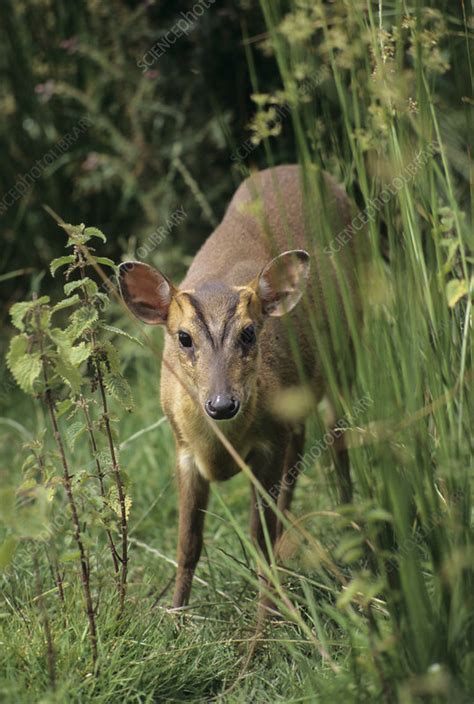 Muntjac Deer Stock Image Z9520080 Science Photo Library