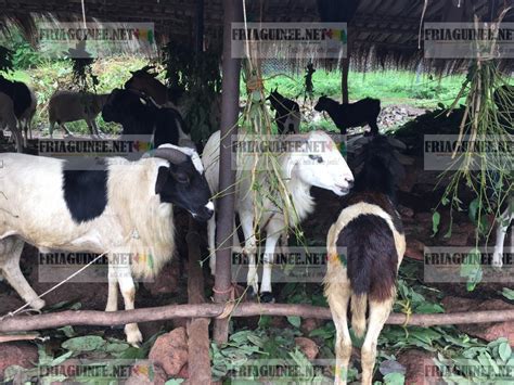 Fria Fête de Tabaski quand le prix du mouton atteint 2 millions