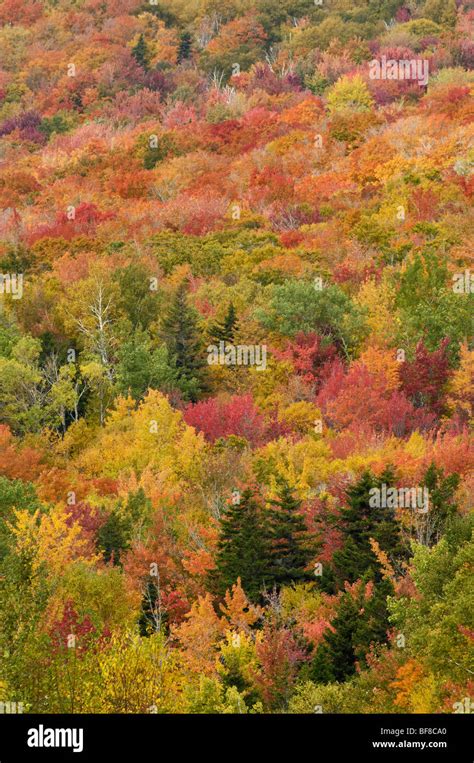 Fall color in the White Mountains of New Hampshire Stock Photo - Alamy