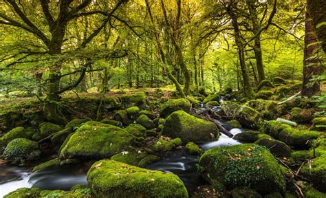 9 Best Forests in England to Go and Hug a Tree in | Day Out in England