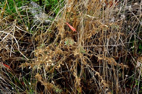 Calphotos Epilobium Canum California Fuchsia