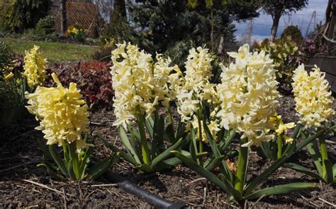 Zielono Zakr Ceni Hiacynt Orientalny Hyacinthus Orientalis Gipsy