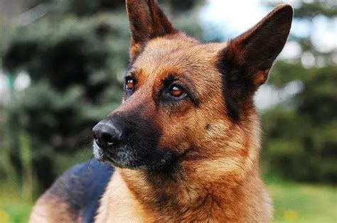 Why Are German Shepherds Used As Military Dogs Explained The