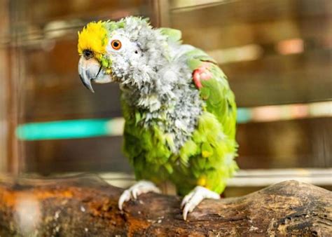 Lidiando Con El Desplumado De Loros Loros