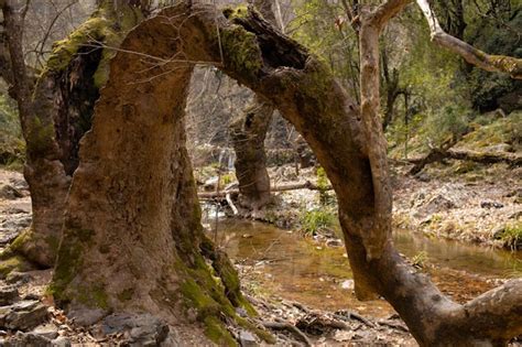 Premium Photo | A tree with a waterfall in the background