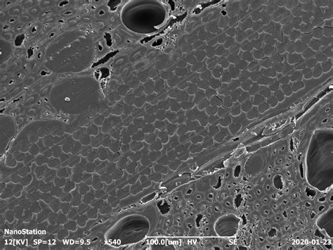 Coxem Tabletop Sem Edx Tischger Te Rjl Micro Analytic