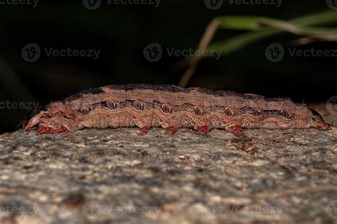 Black Witch moth caterpillar 5485940 Stock Photo at Vecteezy