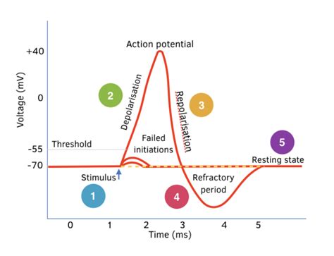 Hyperpolarisation And Transmission Of The Action Potential A Level