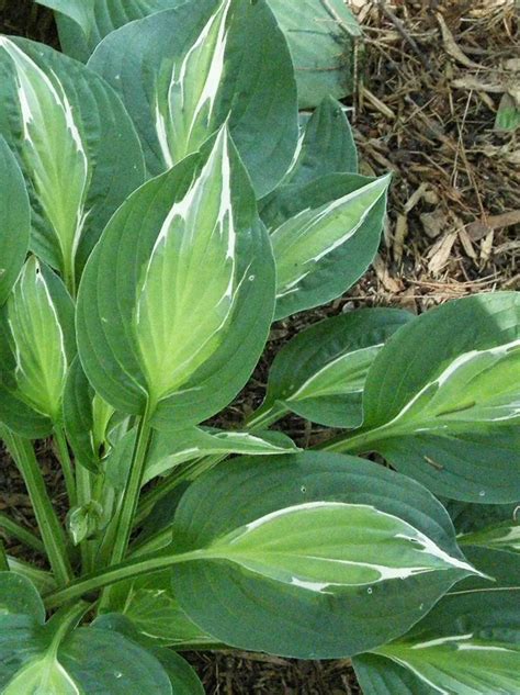 WIELOLETNIA FUNKIA HOSTA SNAKE EYES 1 SZT 11749906652