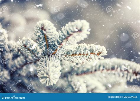 Os Ramos De Pinheiro Cobriram A Geada Na Atmosfera Nevado Imagem De