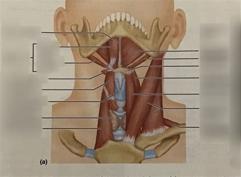 Anterior Muscles Of Neck And Throat Diagram Quizlet