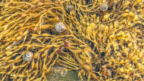 A Seaweed Blob Twice The Width Of The Us Seaspongebelow