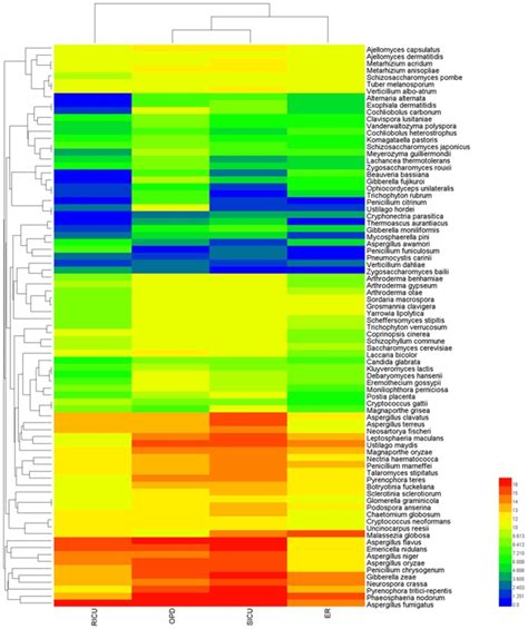 High Diversity Of Airborne Fungi In The Hospital Environment As