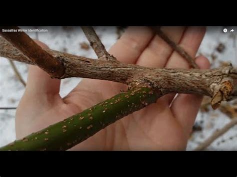 Sassafras Tree Identification