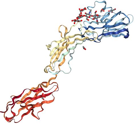 Siglec Cd Protein Overview Sino Biological