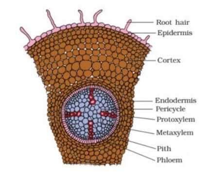 Structure Of Dicot Root A Visual Representation