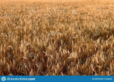 Campo De Trigo Dourado O Conceito De Colheita Imagem De Stock Imagem