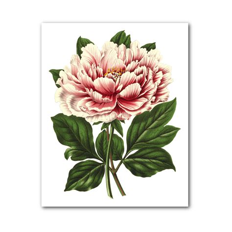 Peony Botanical Print Peony Flower Prints Botanical Peony Etsy