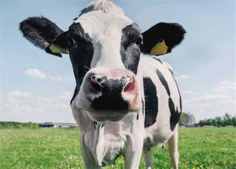 Vaca Mais Cara Do Mundo Brasileira E Vale Quase R Milh Es Confira