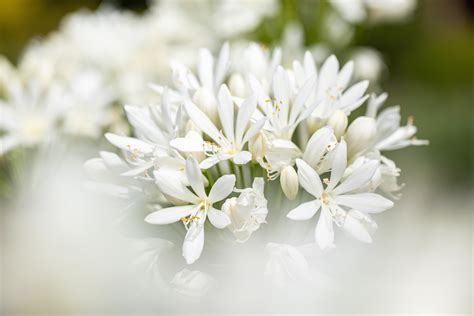 Weisse Schmucklilie Albus Kaufen Garten Von Ehren