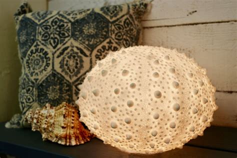 Sea Urchin Light Lamp Large — Olde Ivy Antiques