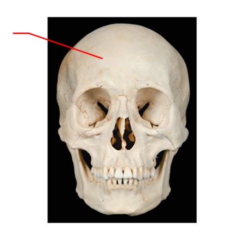 Axial Skeleton Flashcards Quizlet