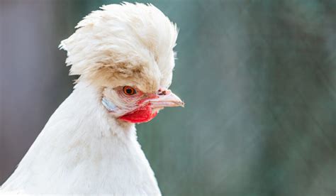 8 Beautiful White Chicken Breeds - Farmhouse Guide