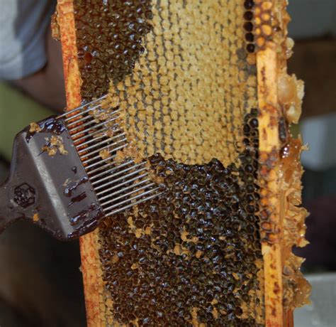 africanized honey bee hive | WP Eklenti Bee Removal