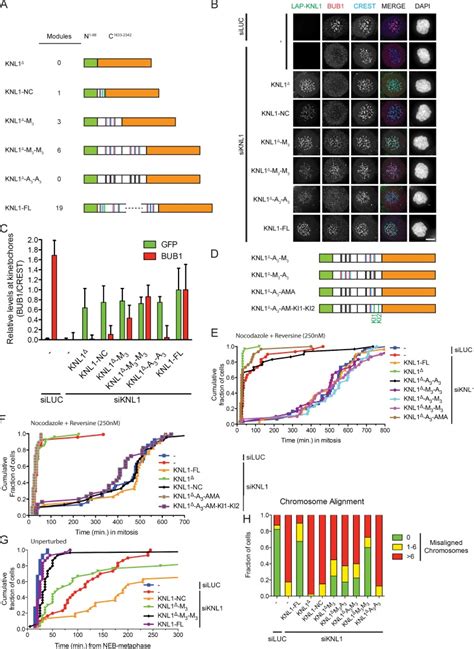 Arrayed BUB Recruitment Modules In The Kinetochore Scaffold KNL1